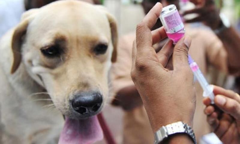 واکسیناسیون بیش از ۱۰ هزار قلاده سگ علیه بیماری هاری در کرمان 