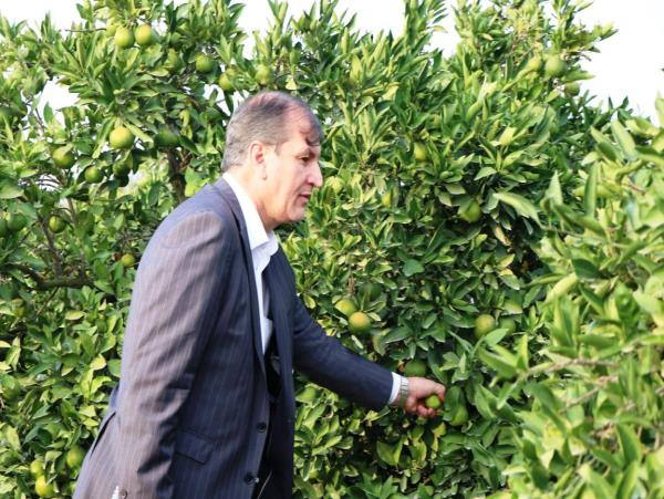     دولت از صادرات کیوی و مرکبات مازندران به صورت ویژه حمایت می کند 