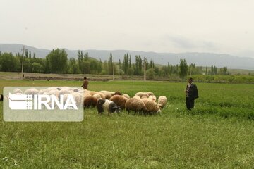 دامداران مازندران با کمبود شدید چراگاه در دشت و جلگه مواجه هستند