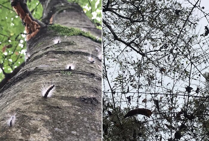 بیماریها و آفات بلای جنگلهای شمال/تحقیقات و راهکار علمی ضرورتی برای نجات این اکوسیستم