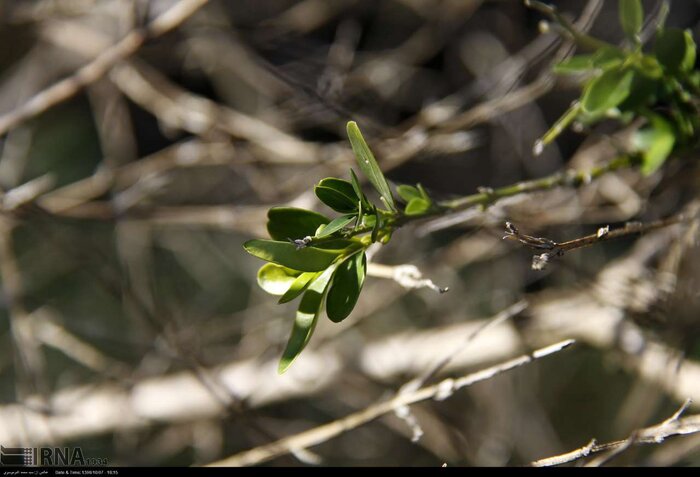 بیماریها و آفات بلای جنگلهای شمال/تحقیقات و راهکار علمی ضرورتی برای نجات این اکوسیستم