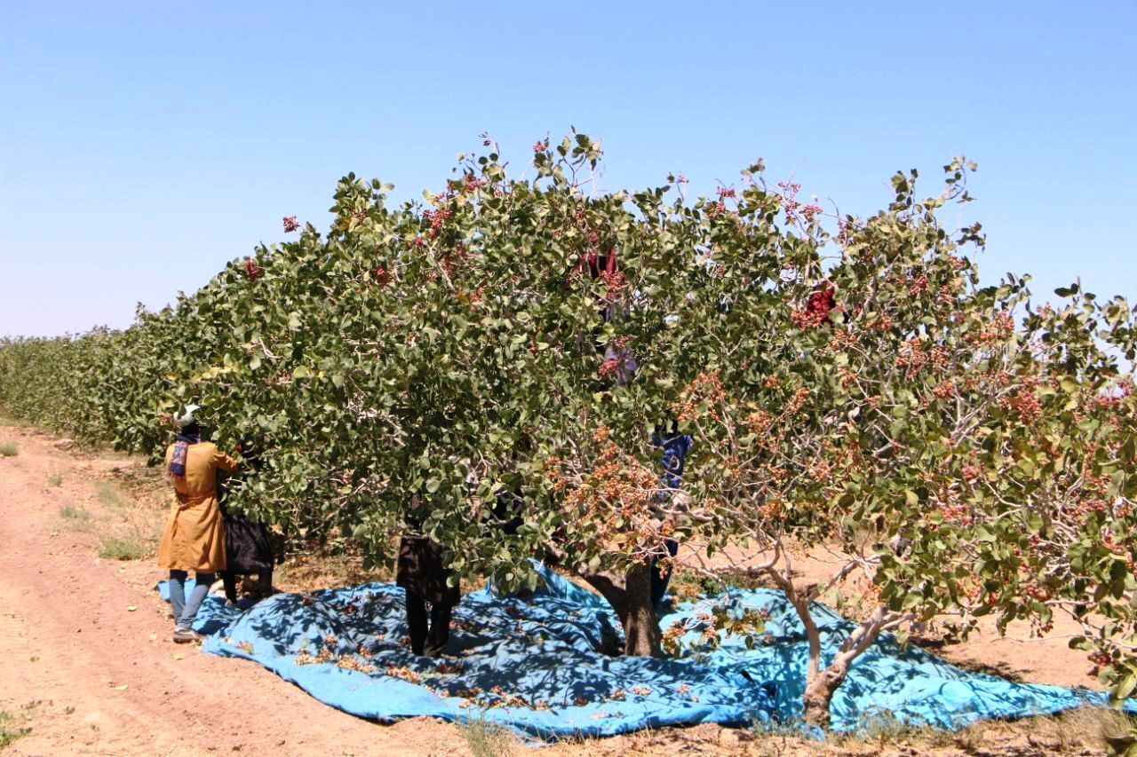 برداشت پسته از باغات بارور گیلانغرب آغاز شد