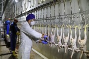 بیش از ۲۴ هزار تُن گوشت مرغ امسال در کردستان مصرف شد