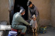 طرح ملی تعیین شیوع بروسلوز در روستاهای کردستان پایان یافت
