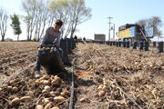 ۴۵۰ هزار تن سیب‌زمینی روی دست کشاورزان اردبیلی ماند