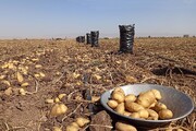 توصیه‌های جهاد کشاورزی اردبیل برای جلوگیری از تداوم سفیدک در مزارع سیب‌زمینی