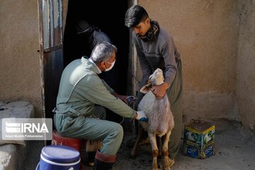 بیش از ۲۱۱ هزار راس دام سبک در کردستان علیه بیماری بروسلوز واکسینه شد