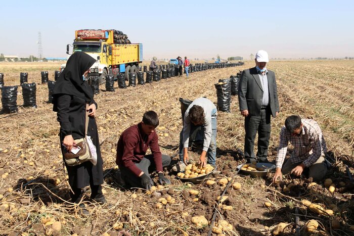 بحران کم آبی در "سلسله" و اقدام خوب دولت برای کنترل کشت بی رویه سیب زمینی