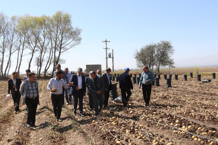 پیش بینی تولید ۸۵۰ هزار تن سیب زمینی در استان اردبیل
