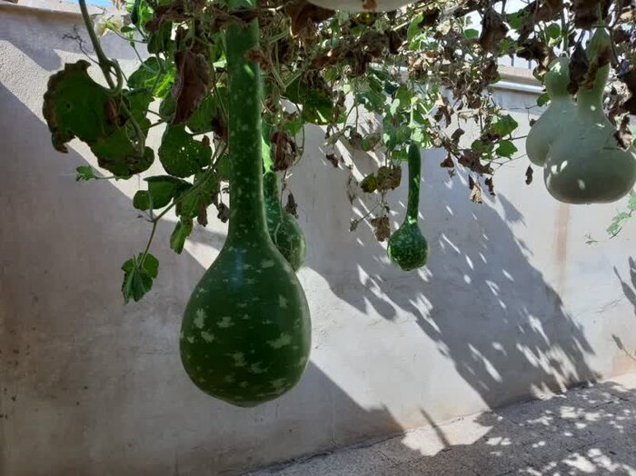 لبخند کدوها در حیاط بانوی سیرجانی+عکس