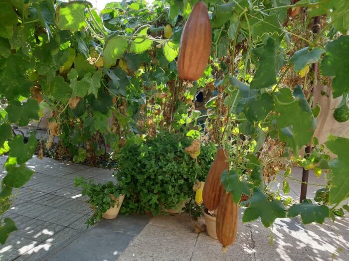 لبخند کدوها در حیاط بانوی سیرجانی+عکس