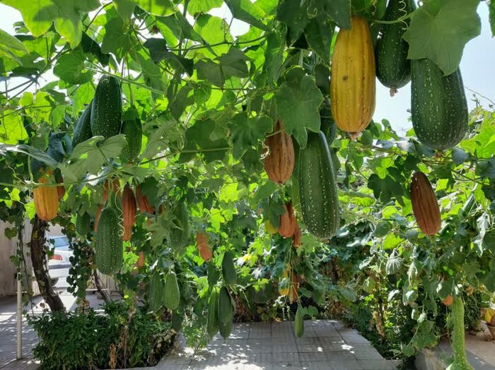 لبخند کدوها در حیاط بانوی سیرجانی+عکس