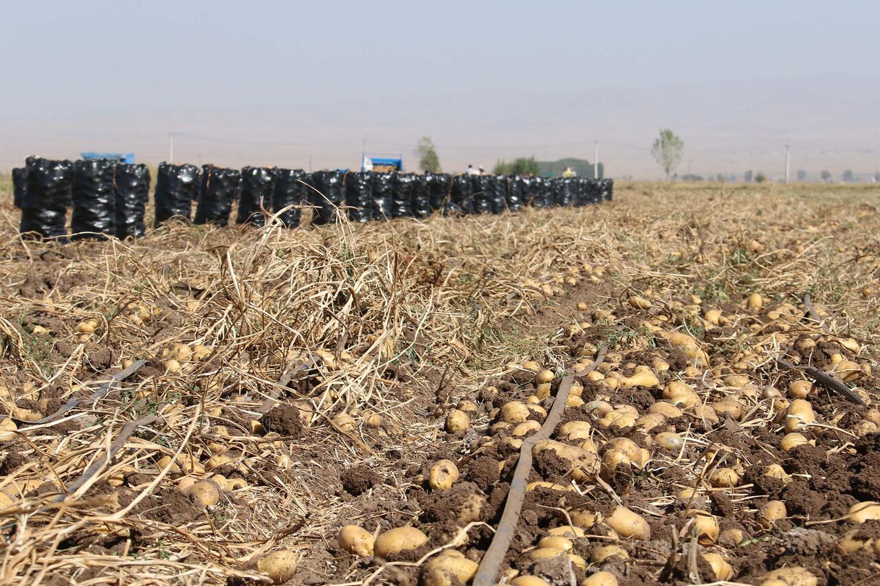 تربت حیدریه توان فرآوری صنعتی سیب زمینی را ندارد تربت حیدریه توان فرآوری صنعتی سیب زمینی را ندارد