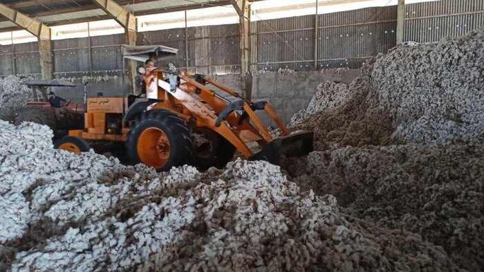 برداشت پنبه در دشت مغان آغاز شد