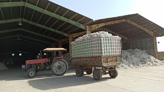 برداشت پنبه در دشت مغان آغاز شد