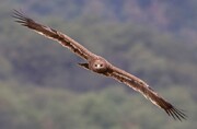 مدیرکل حفاظت محیط‌زیست: مجوز شکار پرندگان در استان سمنان صادر نشد