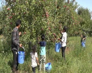 سیب باغداران  شهرستان دنا بصورت توافقی خریداری می شود