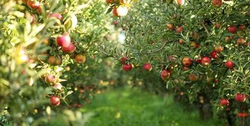 سالانه ۴۸ هزار تن سیب در بروجرد برداشت می‌شود