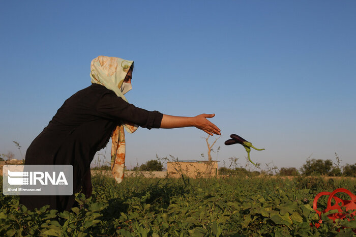 روش کشت امروز، نفسی برای زیست فردا