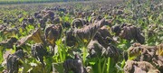 کشاورزی کرمان درگیر خشکسالی و سرمازدگی؛ ضرورت ساخت فرصت با ظرفیت‌های علمی