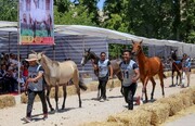 جشنواره ملی زیبایی اسب اصیل ترکمن در بجنورد آغاز شد