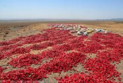 ۱۴۰۰ تن فلفل قرمز در داورزن خراسان رضوی تولید شد