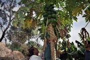 تولید ۲۳۶ هزار تن میوه گرمسیری در سیستان و بلوچستان