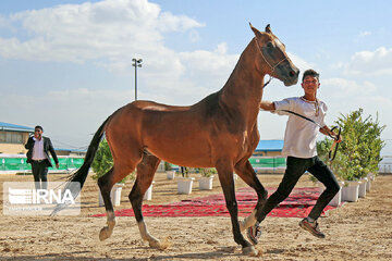 National Turkmen horse festival in northeastern Iran