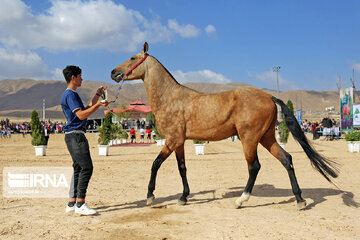 National Turkmen horse festival in northeastern Iran