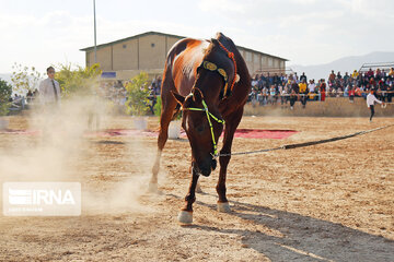 National Turkmen horse festival in northeastern Iran