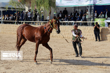 National Turkmen horse festival in northeastern Iran