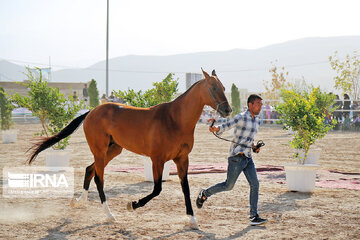 National Turkmen horse festival in northeastern Iran