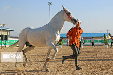 National Turkmen horse festival in northeastern Iran