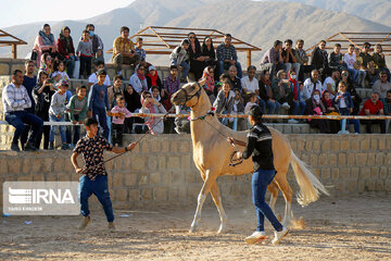 National Turkmen horse festival in northeastern Iran