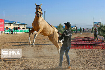 National Turkmen horse festival in northeastern Iran