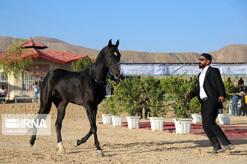 National Turkmen horse festival in northeastern Iran