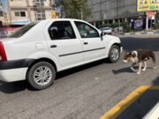گازگرفتگی سگ در مازندران حدود ۳۰ درصد افزایش یافت