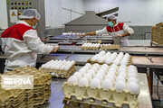  ۱۲ هزار تُن تخم مرغ در قم تولید شد