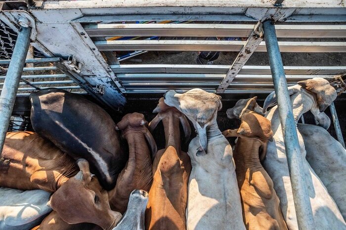 چرا گیاهخواران بیشتر افسرده میشوند؟