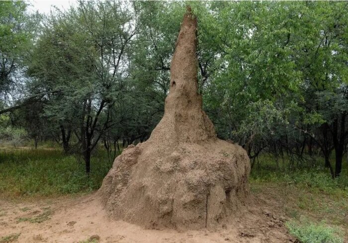 موریانهها، معمارانی که ساخت بناهای مجهز به تهویه هوا را به انسانها آموزش میدهند