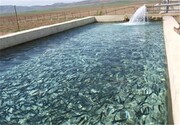 ۱۱۰۰ تن ماهی در سبزوار تولید شد
