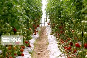 افزایش آنتی اکسیدان‌ در گوجه فرنگی با آبیاری نانوحباب هیدروژن