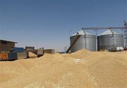 استان بوشهر در تامین گندم مصرفی خودکفا شد 