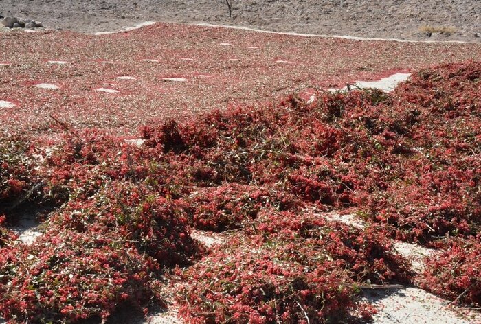 برداشت زودهنگام به کیفیت و قیمت زرشک لطمه میزند