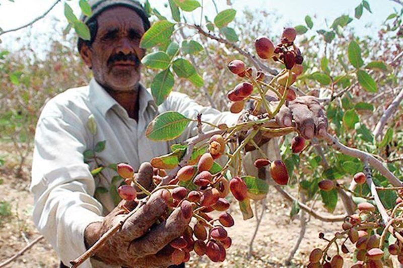 سالانه یک هزار و ۴۰۰ تن پسته در آذربایجان‌شرقی برداشت می‌شود