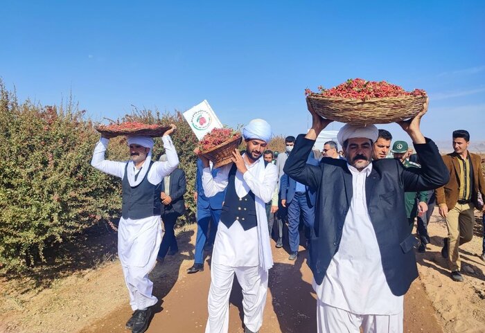 فرآوری، جان تازه قطب جهانی زرشک + فیلم