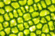 چاپ زیستی سلول‌های گیاهی برای تولید محصولات باکیفیت کشاورزی 