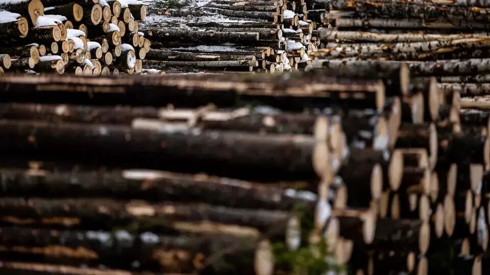بحران انرژی اروپا؛ افزایش قیمت‌ها به صنعت چوب تسری پیدا کرد
