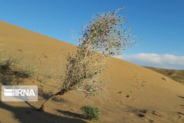 ۶۷ درصد شهرستانهای خراسان رضوی درگیر کانونهای بحرانی فرسایش بادی هستند