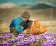 ۱۱ مرکز خرید حمایتی زعفران در خراسان رضوی فعال است